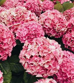hortensias roses