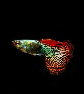 Quels poissons pour un nano-aquarium original et responsable ?