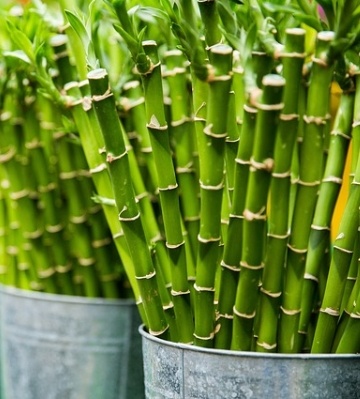 haie de bambou en pot
