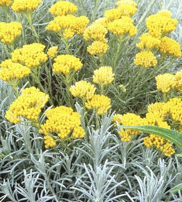 variétés helichryse