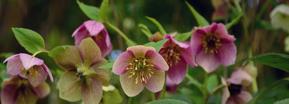 hellebore varietes