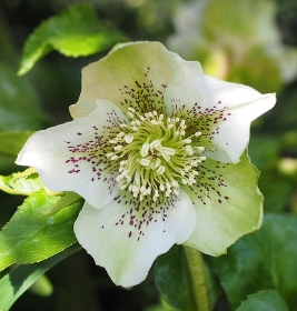 Hellébore entretien et culture