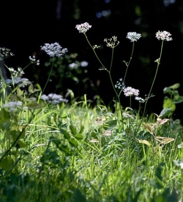eliminer les mauvaises herbes