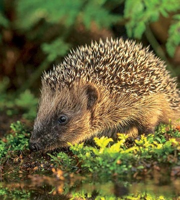 Erinaceus europaeus hérisson d'europe