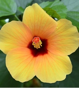hibiscus d'intérieur