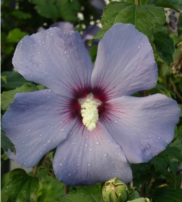 hibiscus de jardin
