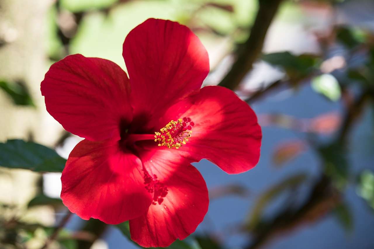 Hibiscus ou althéa (Hibiscus syriacus) : plante, taille, entretien, arrosage