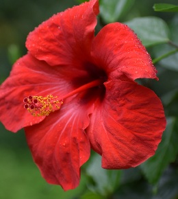 hibiscus rouge