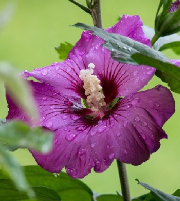 fleur hibiscus