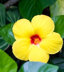 hibiscus jaune
