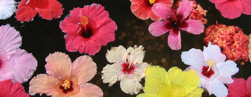 Comment refaire fleurir vos hibiscus