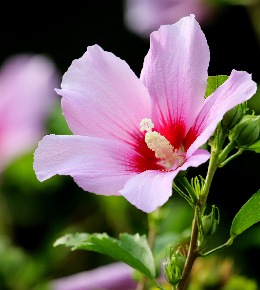 hibiscus violet