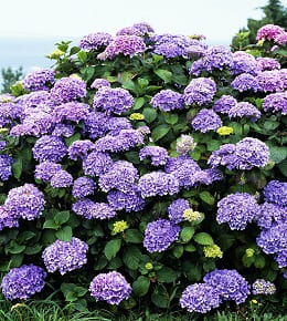 entretenir hortensias