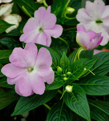 conseil plantation impatiens