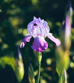 iris fleur