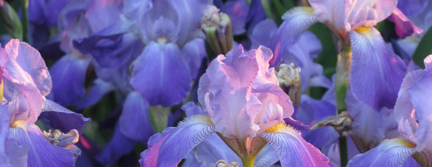 Les plus belles fleurs d'iris selon leur couleur | Truffaut