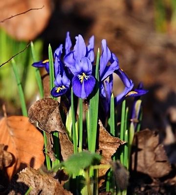 plantation iris des jardins