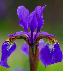 iris plante