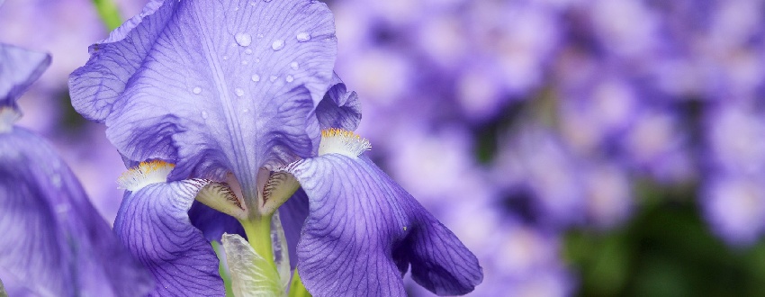 iris plante