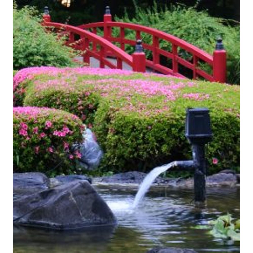 jardin japonais