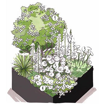 Aménagement jardin roses blanches