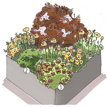 Fleurs jaunes et pourpres