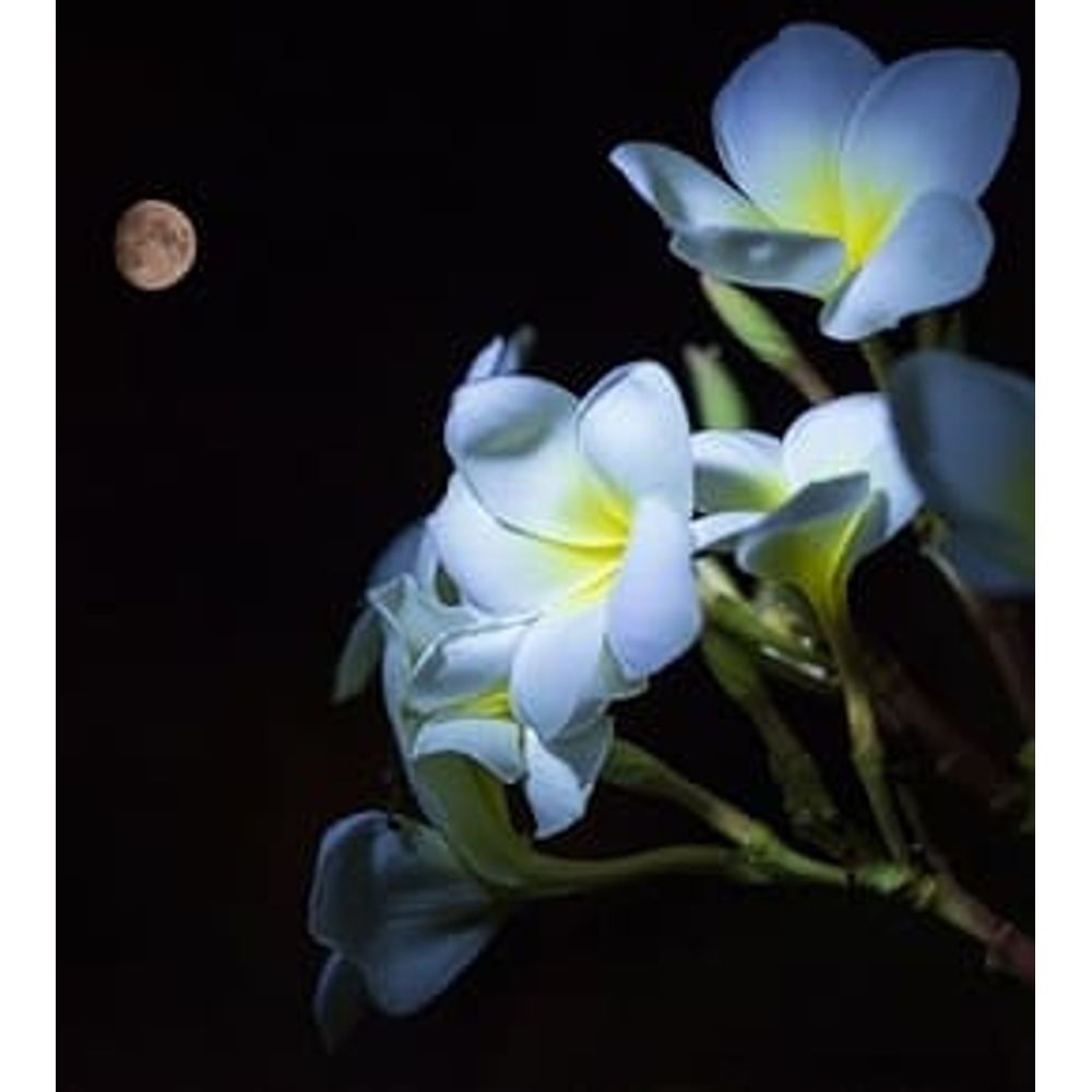 jardinage lune