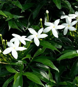 fleurs jasmin etoile