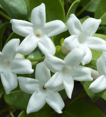 fleurs de jasmin