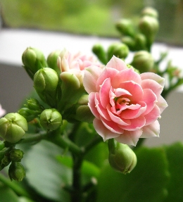 fleur kalanchoe