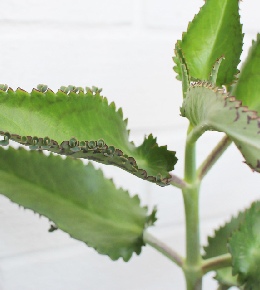 Kalanchoe daigremontania : conseils et entretien