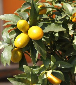 kumquat entretien
