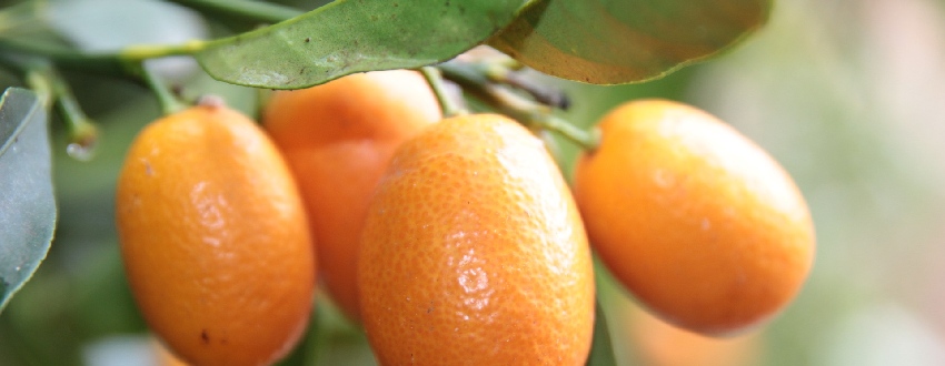 kumquat entretien