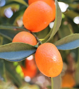 calamondin agrume