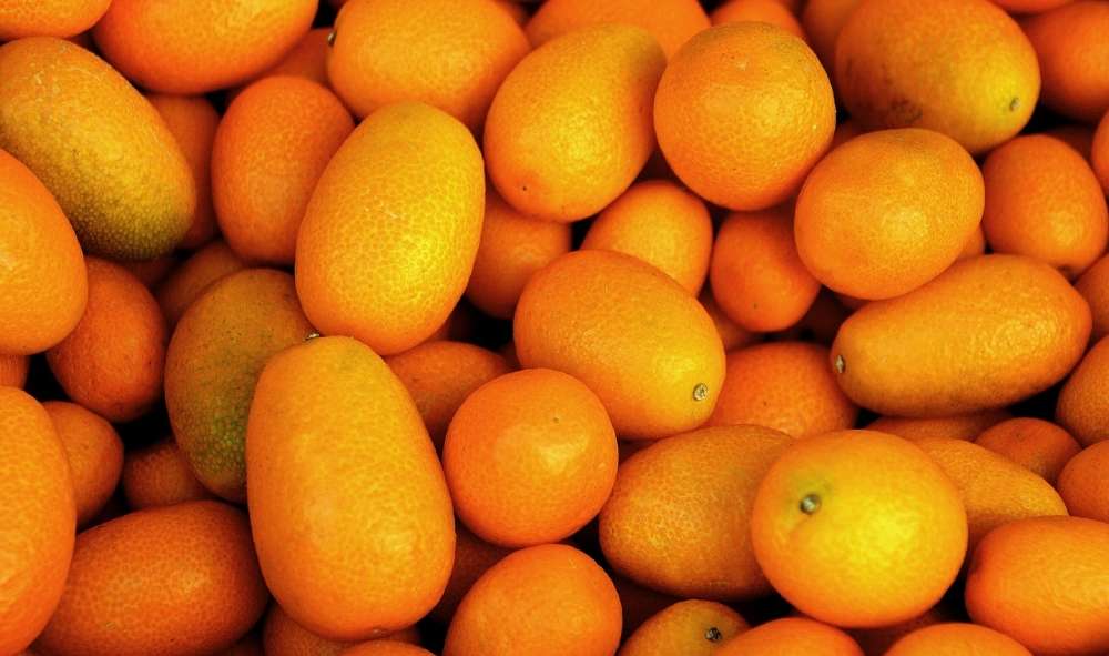 arbre fruitier kumquat