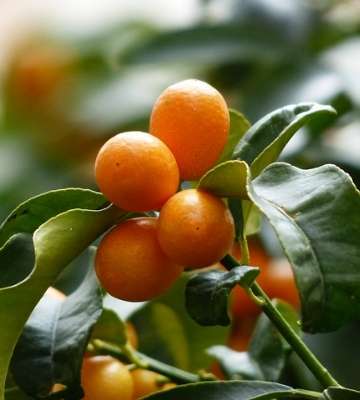 fruit kumquat