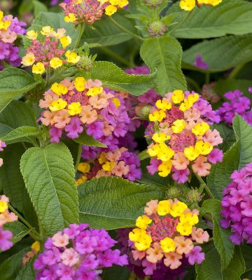 variétés lantana