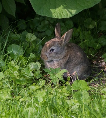 rendre son lapin heureux