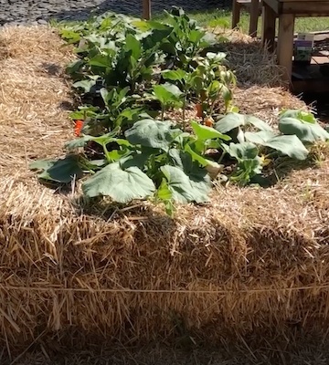 lasagnes permaculture