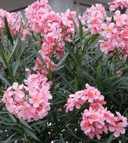 planter laurier rose