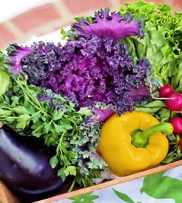 légumes carré potager