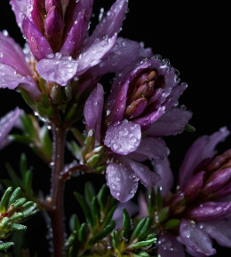 Focus sur un plantes de bruyère d'hivers aux couleurs violettes