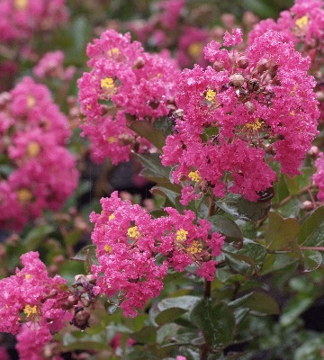 entretenir le lilas des indes