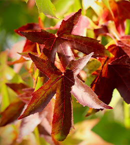 liquidambar arbre