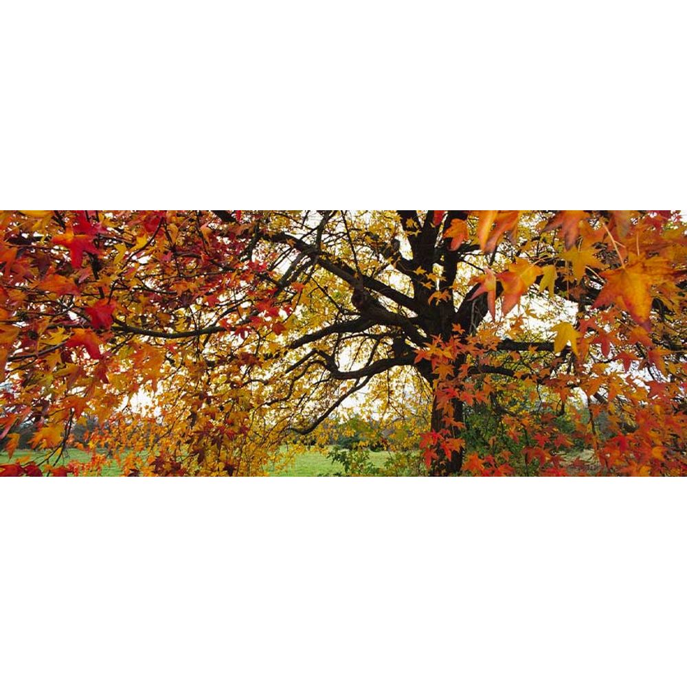 liquidambar automne
