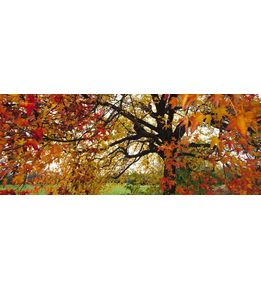 liquidambar automne