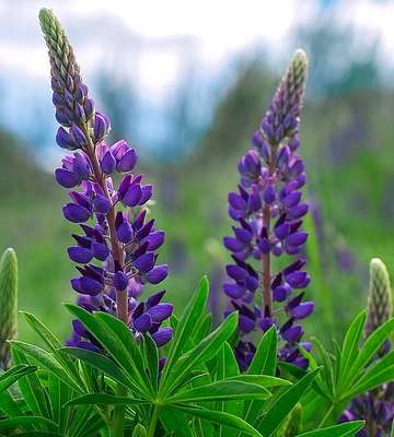 lupin nature