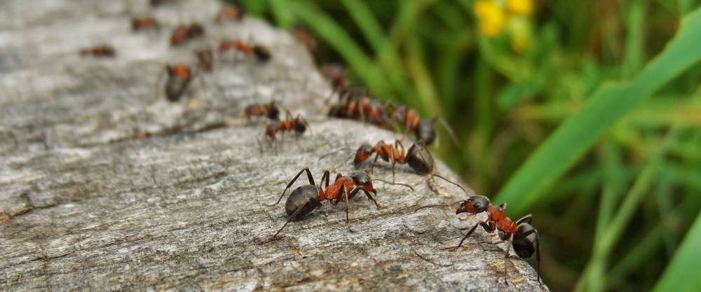 Comment se débarrasser des fourmis dans la maison sans s'intoxiquer