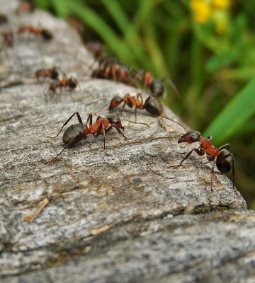 lutte contre les fourmis