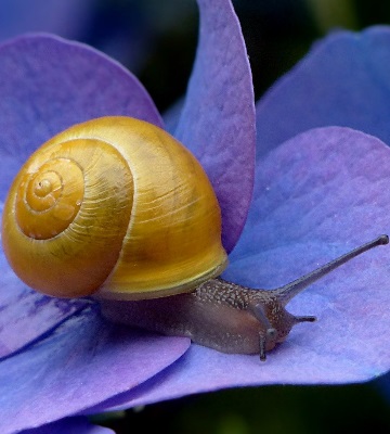 produits contre limaces escargots
